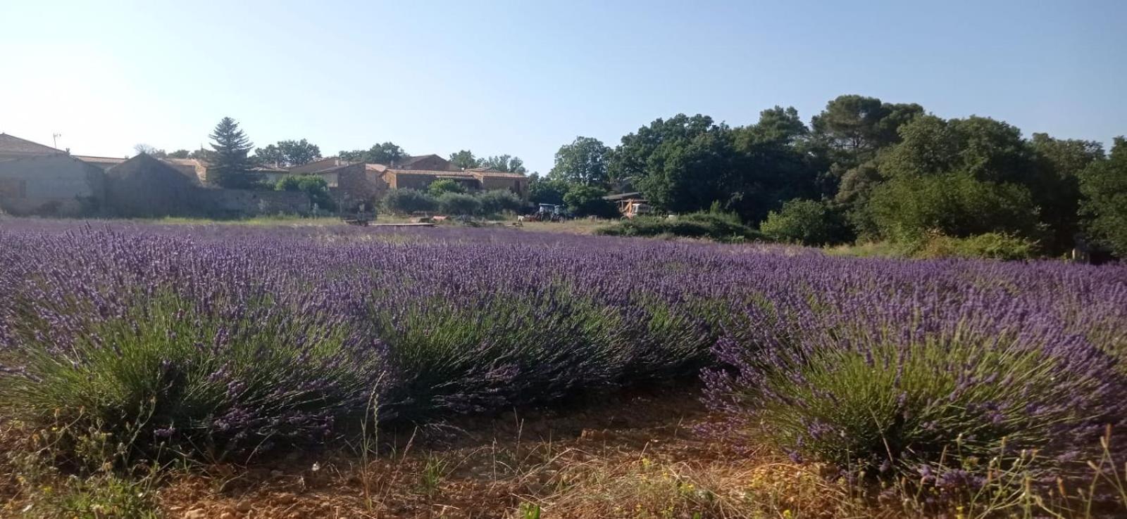 Sous Le Tilleul Saint-Maurice-de-Cazevieille ภายนอก รูปภาพ