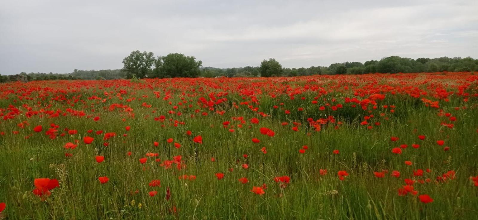 Sous Le Tilleul Saint-Maurice-de-Cazevieille ภายนอก รูปภาพ